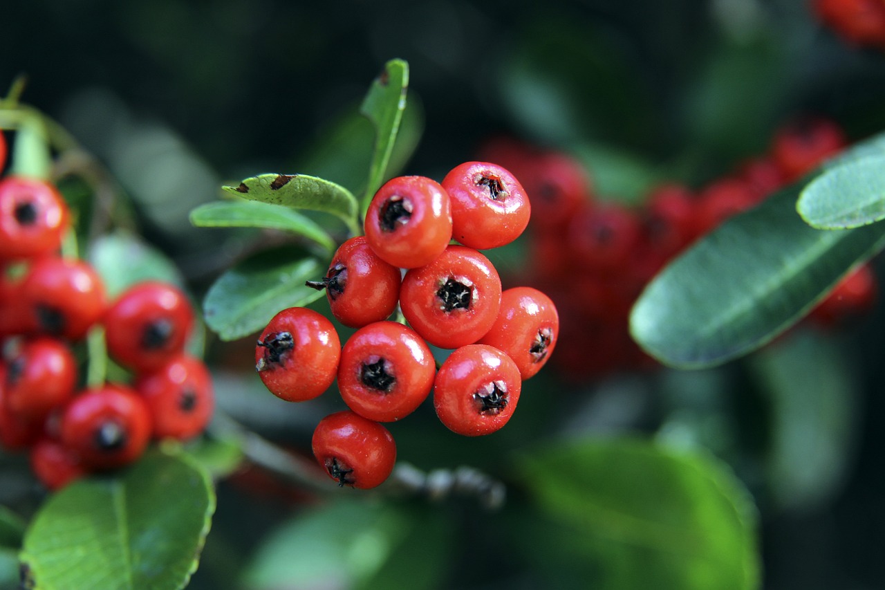 官方宣布 官方宣布